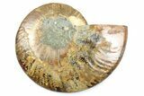 Cut & Polished Ammonite Fossil (Half) - Madagascar #364940-1